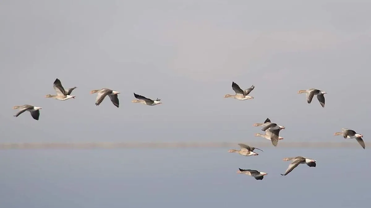 Die Wildgänse halten sich vor allem in der Gemeinde St. Kanzian auf