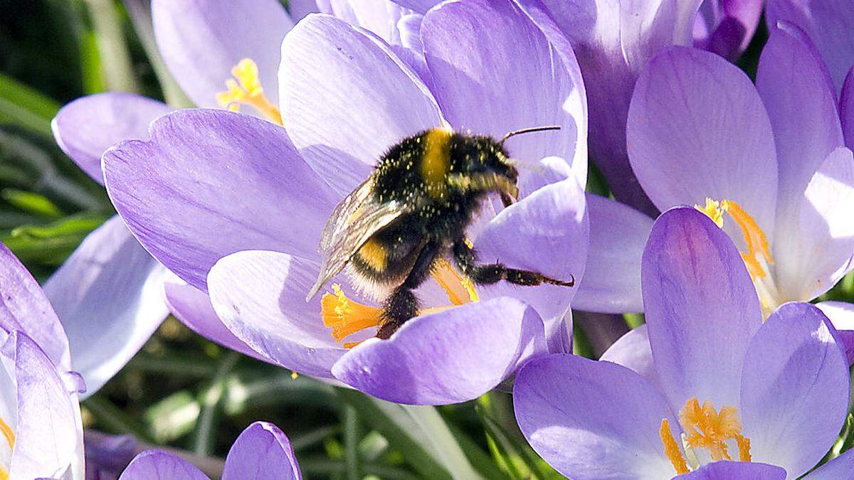 Ein Zwischenhoch bringt vorübergehend mehr Sonne und Temperaturen bis zu zehn Grad 