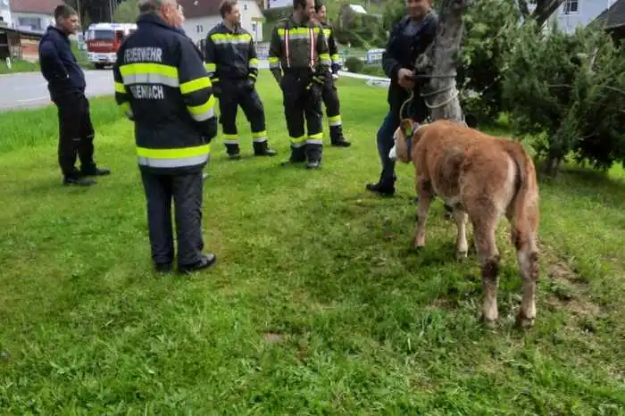 "Der Bauer wollte das Kalb auf die Weide treiben, da ist es auf die Landesstraße in Richtung Birkfeld gelangt", sagt Kommandant Christoph Mariacher.