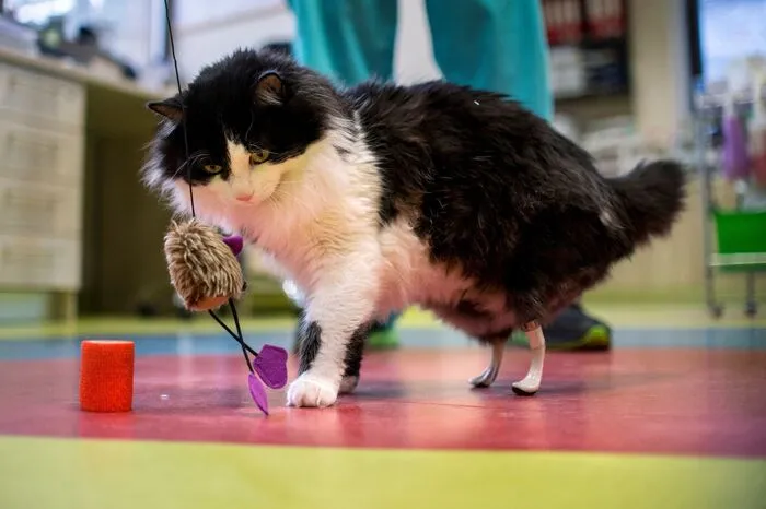 Als Straßenkater kann Pooh allerdings nach dem Eingriff nicht mehr leben...