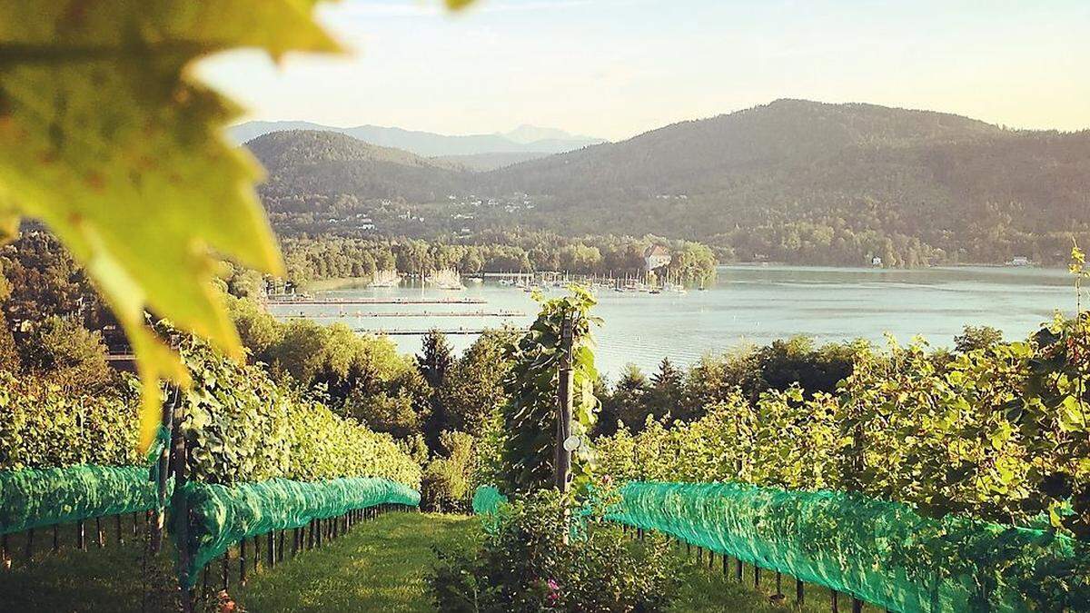 Traumhafte Septembertage: Blick vom Klagenfurter Stadtweingarten auf den Wörthersee