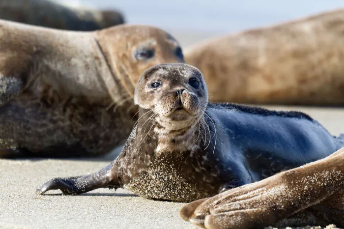 USA. Sie verkörpern das Kindchenschema in seiner reinsten Form. Auf „La Jolla Cove“ in San Diego kann man Robbenbabys und deren Eltern aus nächster Nähe beobachten. Zucker für die Augen.