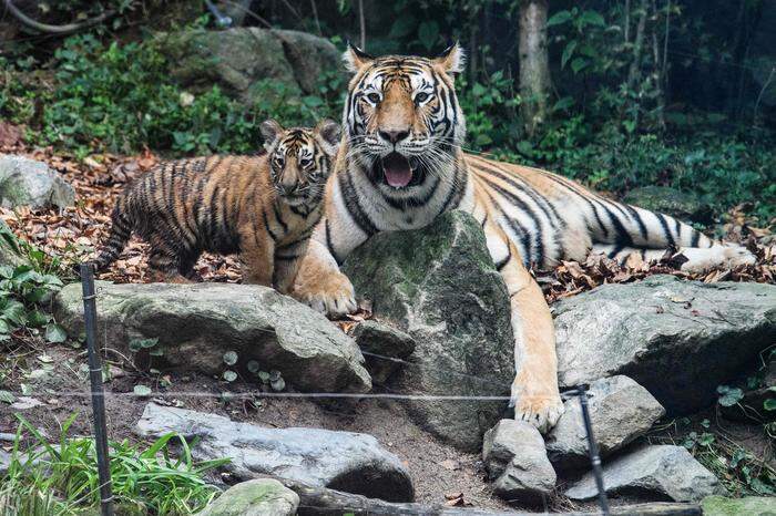 Es gibt in freier Natur in Asien nach WWF-Angaben nur noch rund 4500 Tiger 