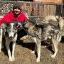 Daniel Zuber hält bei sich zu Hause im Trofaiacher Gössgraben zwölf Huskys als Schlittenhunde