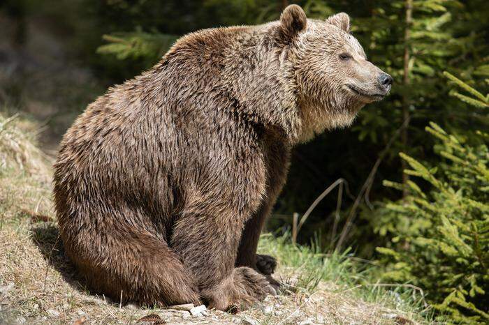 Der Wilde Berg Mautern feiert ein bärenstarkes Jubiläum