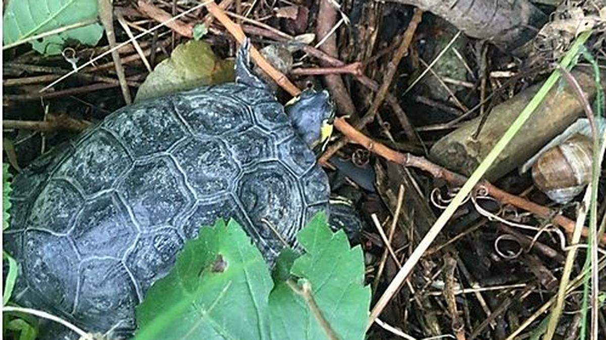 Diese Schildkröte fand eine Grazerin beim Augartensteg