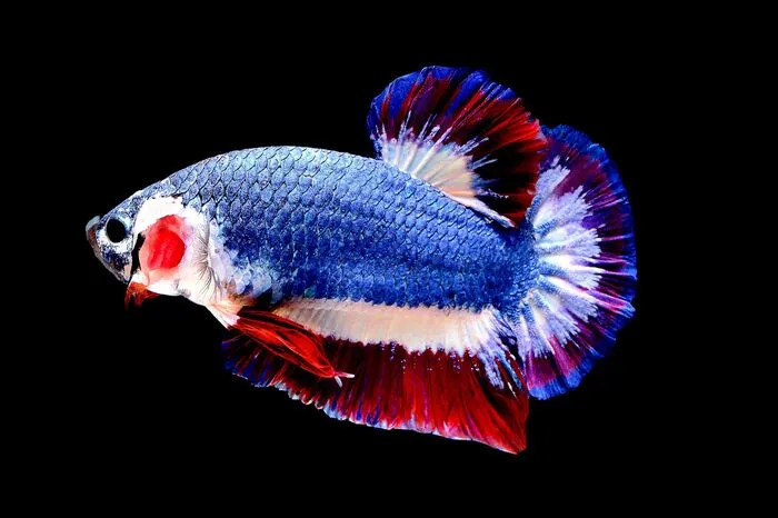 Weil er die Farben der thailändische Landesflagge trägt, ist ein winziger Fisch für viel Geld versteigert worden. Umgerechnet 1.415 Euro blätterte ein thailändischer Fisch-Fan bei einer Online-Auktion hin, um den blau-weiß-roten Siamesischen Kampffisch zu ergattern - normalerweise kostet ein Exemplar dieser in Thailand beheimateten Art knapp fünf Euro. Als er das Muster des Fisches sah, habe er unbedingt mitbieten müssen, sagte Chuchat Lekdeangyu. "Es gab auch früher schon Kampffische, die der Nationalflagge ähnelten, aber keiner hatte so klare Farben wie dieser", sagte Chuchat. Er war in die Auktion eingestiegen, als der Preis bei 344 Euro lag. Mit seinem Gebot von 1.415 Euro stach er die anderen Interessenten aus. "Es ist viel Geld für mich, aber ich denke, das ist es wert", sagte Chuchat, der nun viele Fotos von dem Tier machen will. "Ich will der Welt zeigen, dass Thailand wunderschöne Fische hat", fügte Chuchat hinzu. Sein Fisch gehöre allen Thailändern. Das drei Monate alte Tier soll alleine in einem Aquarium leben, um nicht den bei dieser Art üblichen tödlichen Revierkämpfen zum Opfer zu fallen.