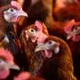 ++ ARCHIVBILD ++ ZU APA0284 VOM 7.11.2024 - Ganz Österreich ist in Bezug auf die Vogelgrippe (Geflügelpest) zum Gebiet mit erhöhtem Risiko erklärt worden. In der Geflügelhaltung gelten damit ab Mitternacht strengere Sicherheitsmaßnahmen, teilte das Gesundheitsministerium am Donnerstag, 08. November 2024 mit. 25 Bezirke in Nieder- und Oberösterreich, der Steiermark, Salzburg, Kärnten und im Burgenland werden zudem als Gebiete mit stark erhöhtem Risiko eingestuft. Im Bild: Hühner in Bodenhaltung in einem Betrieb, aufgenommen am 27. Februar 2008 in Niederösterreich. (ARCHIVBILD VOM 10.10.2008)