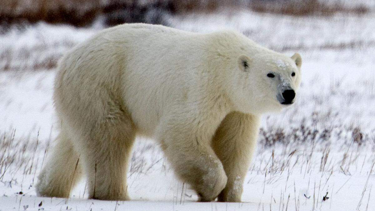 Nach Schätzung der Forscher gibt es einige Hundert dieser Eisbären-Unterart. Diese jage auf Süßwasser-Eis. 
