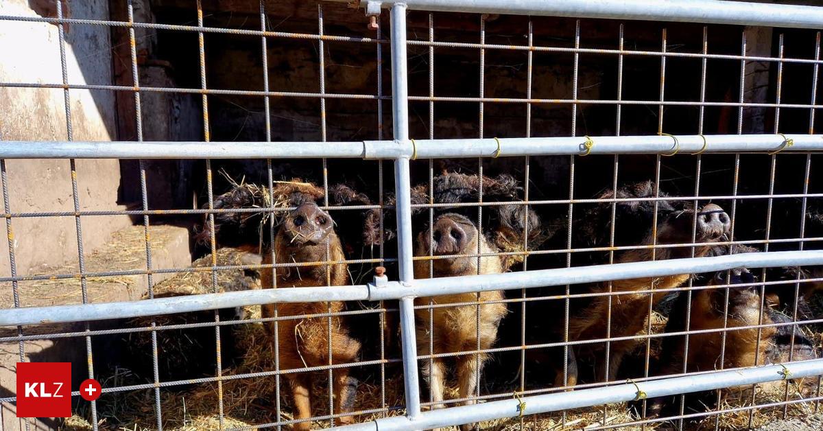 Landwirt-rgert-sich-Dann-baue-ich-meinen-Schweinen-halt-einen-Vollspaltenboden-