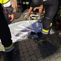 Der gerettete Hund befindet sich nach einer Operation auf dem Weg der Besserung.