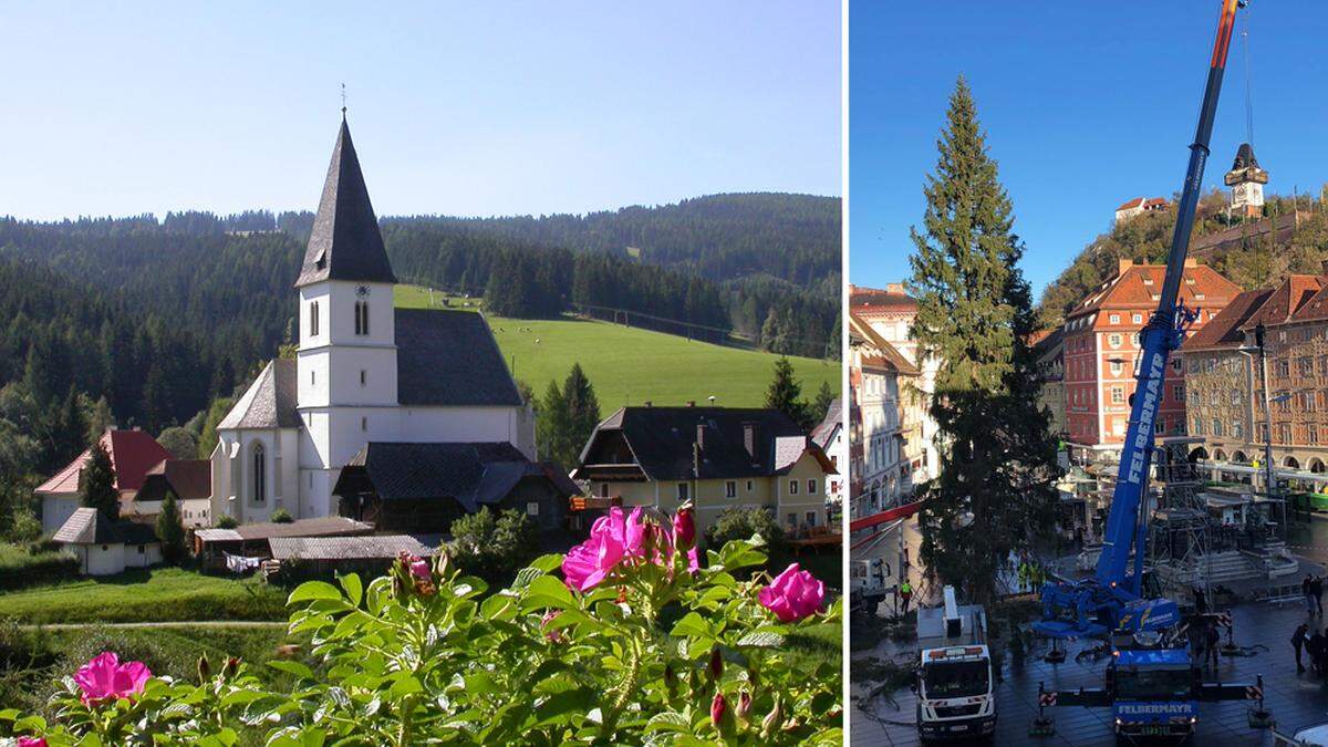 Der heurige Weihnachtsbaum am Grazer Hauptplatz kommt aus der Gemeinde Hirschegg-Pack