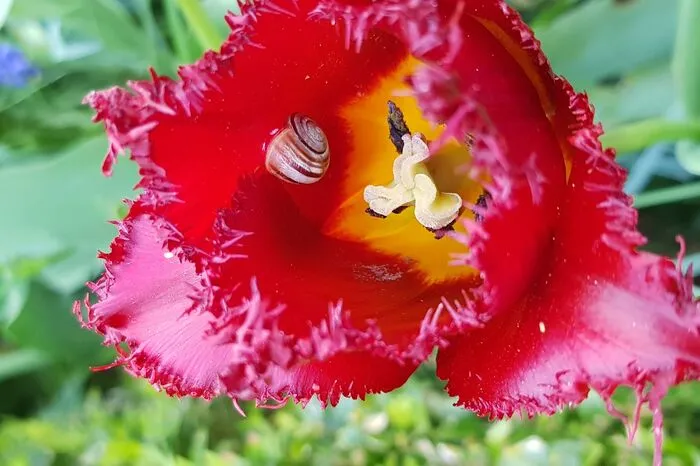 Die Tulpe und ihre kleinen Untermieter wurden in Deutschlandsberg abgelichtet.