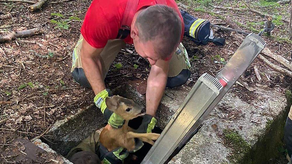 Die Feuerwehrleute zeigten ein Herz für Tiere