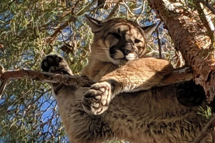 Üblicherweise sind die Tiere für die Menschen ungefährlich. Aus den vergangenen rund 100 Jahren sind weniger als 20 Fälle bekannt, in denen in Nordamerika ein Mensch an den Folgen eines Angriffs starb, berichtet der Fernsehsender CNN.