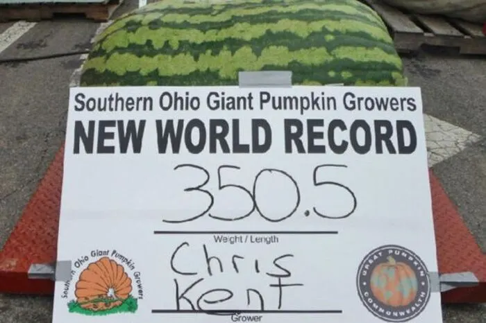 Bei heißen Temperaturen ein Stück Wassermelone zur Abkühlung? Ein besonders schweres Exemplar erntete 2013 der US-Amerikaner Chris Kent. Stolze 159 Kilogramm zeigte die Waage: Weltrekord. Die schwerste Erdbeere mit 250 Gramm pflückte der Japaner Koji Nakao im Jänner 2015.