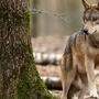 Wölfe haben in den vergangenen Wochen wieder unzählige Nutztiere in Kärnten getötet (Sujetbild)