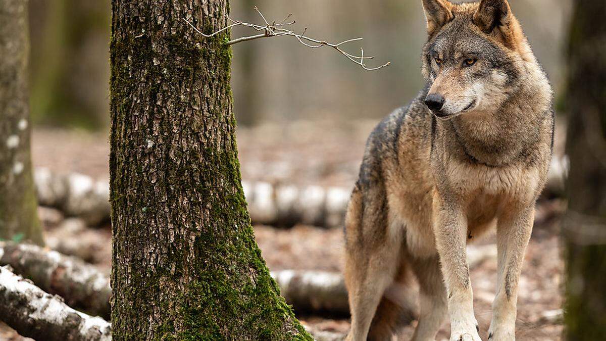 Wölfe haben in den vergangenen Wochen wieder unzählige Nutztiere in Kärnten getötet (Sujetbild)