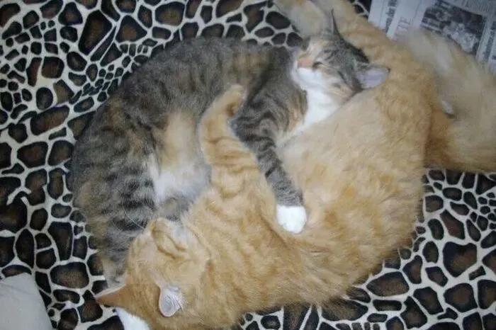 . . . aber auch im Synchron-Kuscheln sind die zwei wahre Meister.