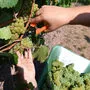 ++ THEMENBILD ++ WEINERNTE / WEINLESE