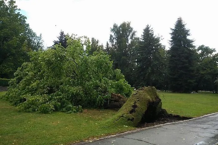 Dieser Baum im Europapark hielt dem Unwetter nicht stand.