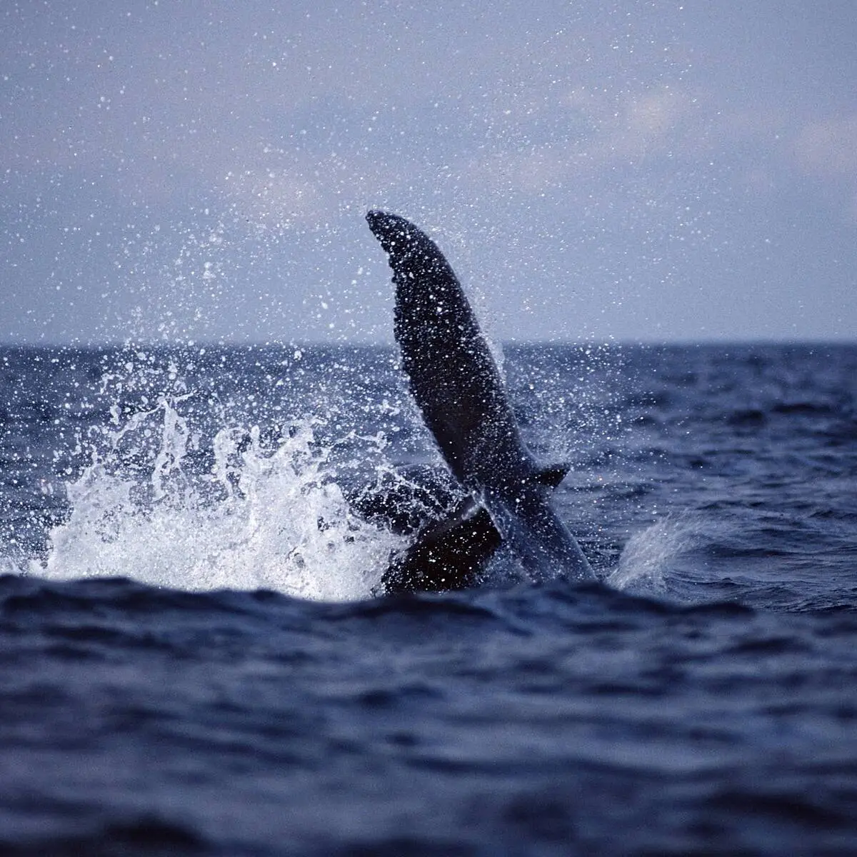 Porn animal costumes super chill, awesome talk and the body