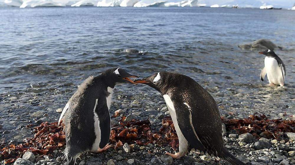Pinguine brauchen Krill als Nahrung
