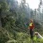 Rund 300 Waldarbeiter verunfallen jährlich in der Steiermark