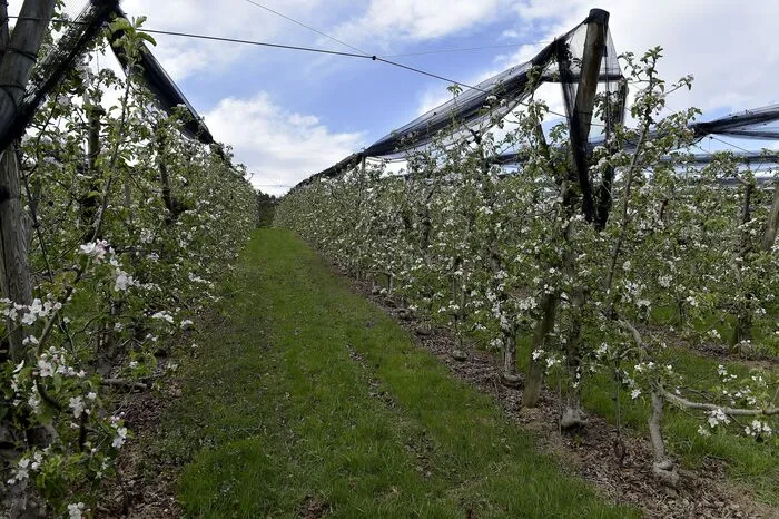 Neben Erdbeeren, Heidelbeeren, Kirschen und Pfirsichen reifen Birnen und dreizehn Apfelsorten auf einer Fläche von dreizehn Hektar.