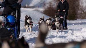 Mit der Husky-Familie durch das verschneite Osttirol