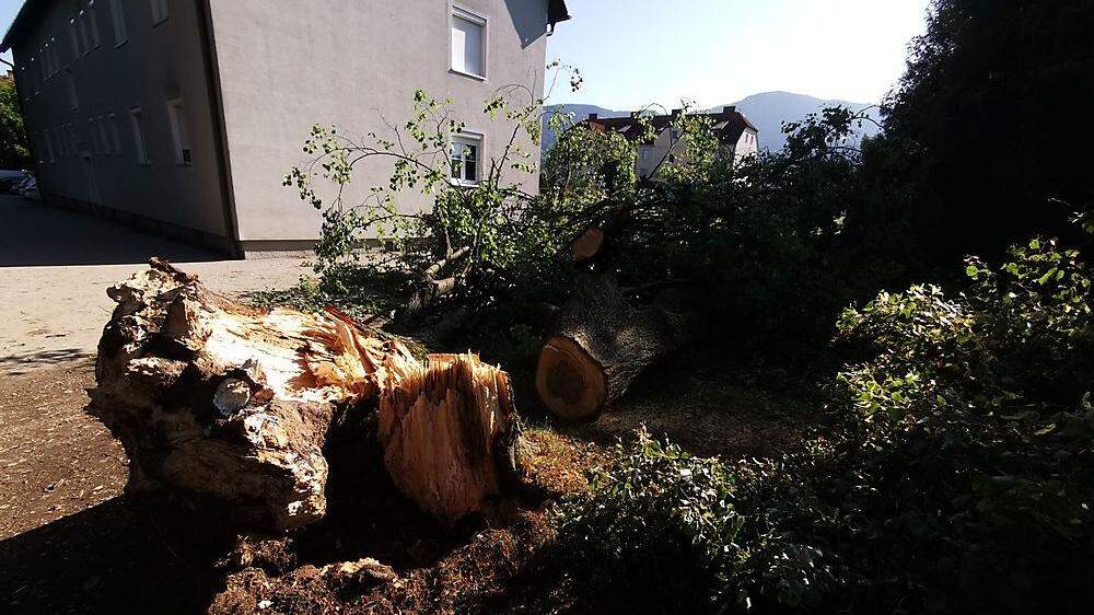 In St. Stefan, Stadtgemeinde Wolfsberg, beschädigte ein umgestürzter Baum drei Pkw