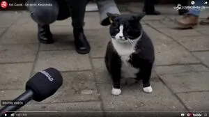 Kater Gacek ist die beliebteste Touristenattraktion in der polnischen Stadt Stettin