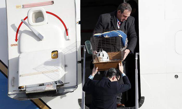 Gemeinsam mit den Katzen Oreo und Pickle wurde das schwarz-weiße Tier nach Washington geflogen