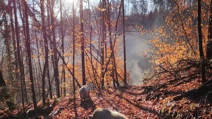 Leserreporter Harald Psonder hat diesen Moment beim Herbstspaziergang im Wald mit seinen Schweinen Lutzi und Pumba eingefangen.
