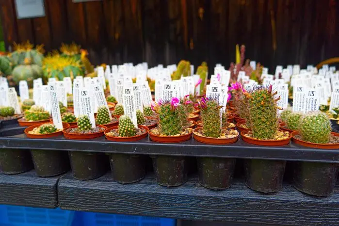 Entlang des Pfads und bei den Ständen präsentieren sich duftende Kräuter sowie bunte Blumen. 