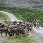 Rentiere in Varanger in Nordnorwegen 