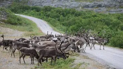 Rentiere in Varanger in Nordnorwegen 