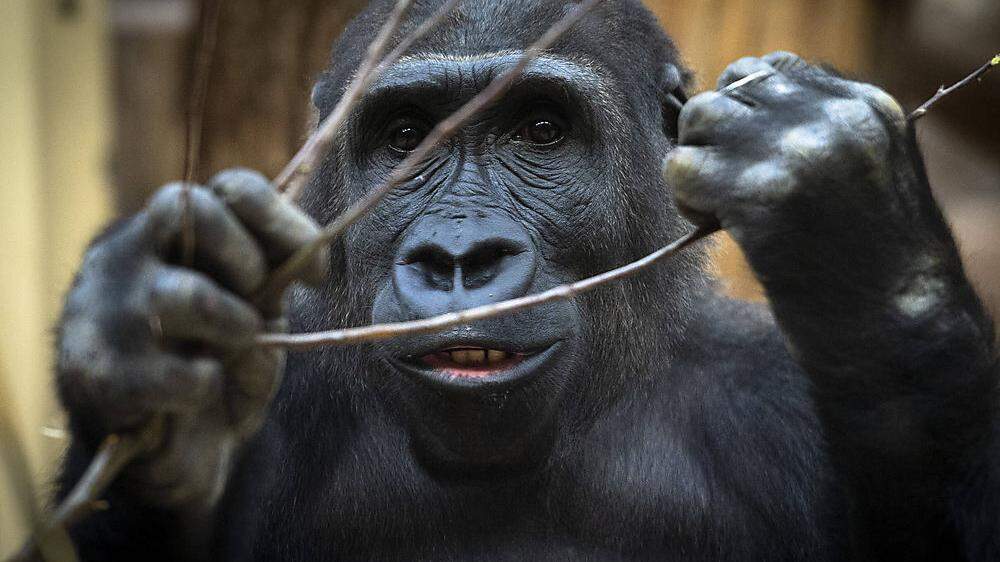 Anfang des Jahres hatten sich mehrere Gorillas mit dem Coronavirus infiziert