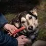 Kammlach, Bavaria, Germany - December 31, 2023: Man holding a firecracker in the garden on New Year s Eve next to a dog looking scared. Pets and fear on New Year s Eve concept *** Mann hält im Garten an Silvester einen Böller in der Hand neben einem Hund der verängstigt schaut. Haustiere und Angst an Silvester Konzept