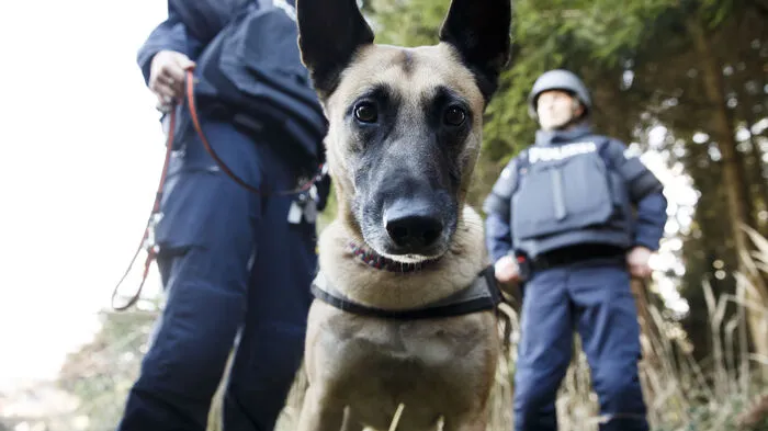 Spürhund "Abby - Bora vom Wagramland" mit Diensthunde-Führern für die "Soko Friedrich" im Einsatz.