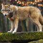 54 Wölfe wurden bis Dezember 2022 in Österreich nachgewiesen