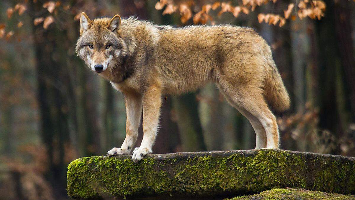 54 Wölfe wurden bis Dezember 2022 in Österreich nachgewiesen