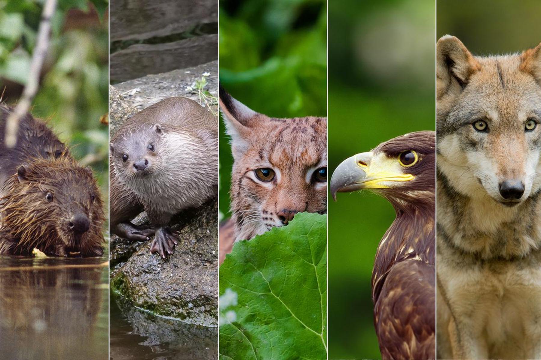 WWF-Kritik: Kärnten ohne Managementpläne für bedrohte Tierarten