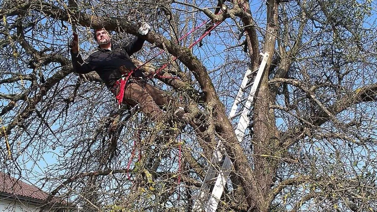 Der Gärtner Georg Novak beim Baumschneiden	