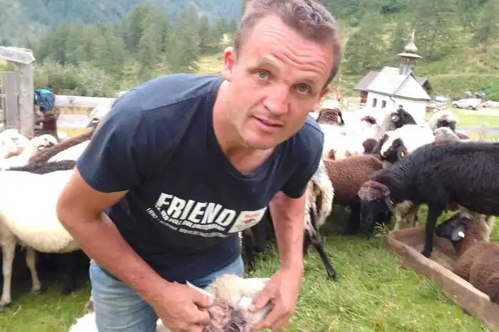 Zahlreiche Schafe sind verletzt