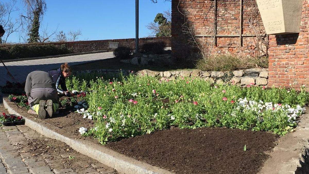 Am Schloßberg wurden schon die ersten Frühlingsboten angepflanzt