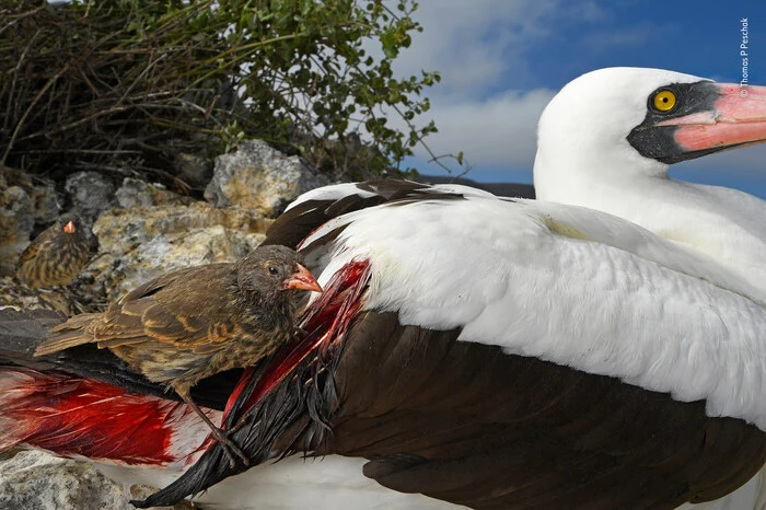 Unfassbar: Auf den Galapagosinseln lebt eine Finkenart, die in Zeiten mit schlechter Futterversorgung andere Vögel "anzapft" und ihr Blut trinkt. Der Nazca-Tölpel scheint sich an den kleinen Vampiren aber gar nicht zu stören. Gewinnerfoto von Thomas P Peschak.