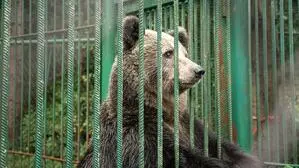 Ein Braunbär richtet sich in einem kleinen Käfig auf  | Im November soll Mici aus diesem Käfig befreit werden 