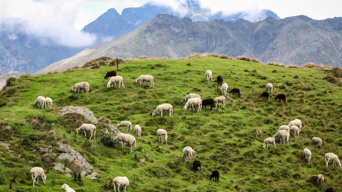 Die Schafe sind am Plateau versprengt und komplett verängstigt (Sujetbild)