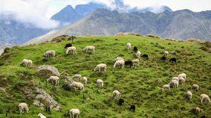 Die Schafe sind am Plateau versprengt und komplett verängstigt (Sujetbild)